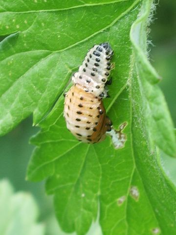 Larva di Chrysomela populi