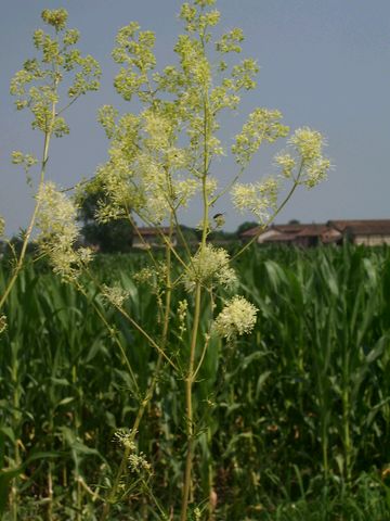 Thalictrum flavum