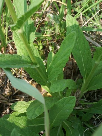 verbascum da identificare