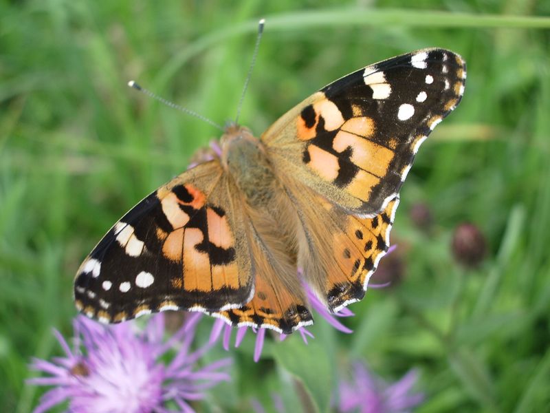 Vanessa cardui