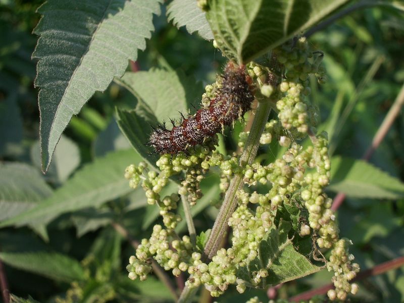 Bruco di Vanessa atalanta