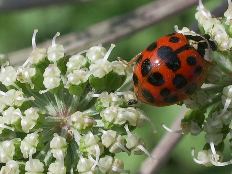 Harmonia axyridis