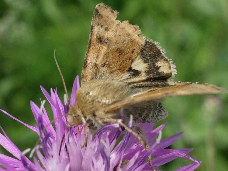 Heliothis viriplaca