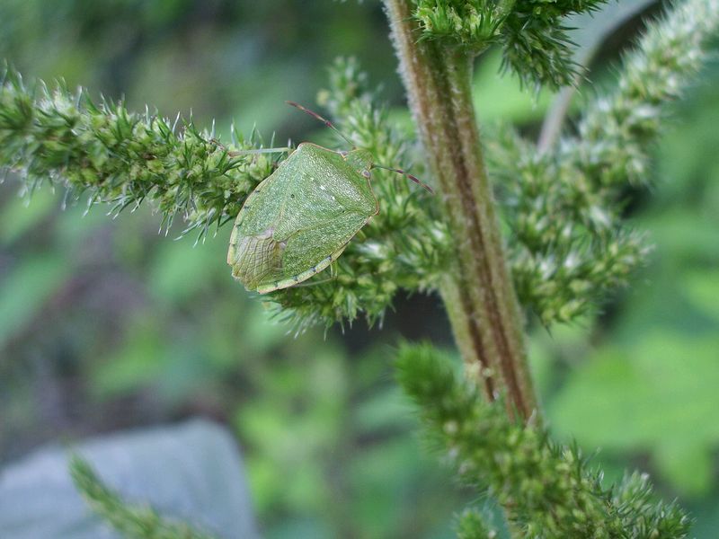 Heteroptera da determinare: Nezara adulta