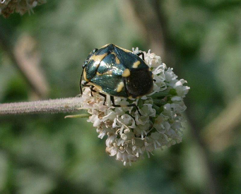Eterottero da determinare: Eurydema oleracea