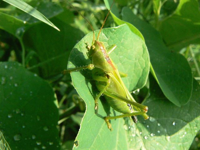 Ortotteri