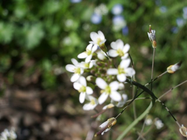 Arabidopsis thaliana / Arabetta comune