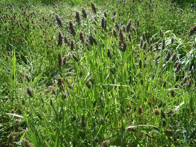 Anthoxanthum odoratum