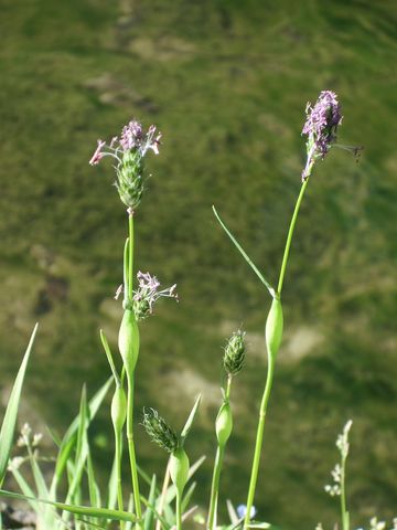 Alopecurus rendlei