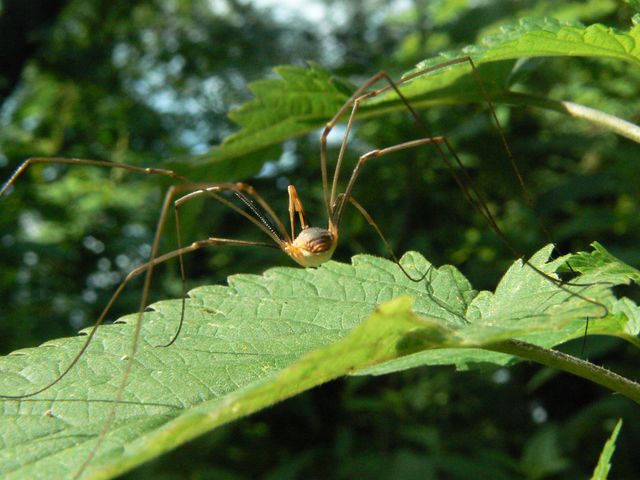 Mitopus morio - Opilionide ? (senza dati)