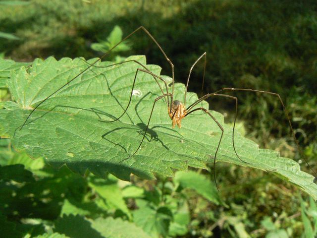 Ragnetti da identificare