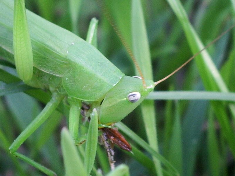 Ruspolia nitidula