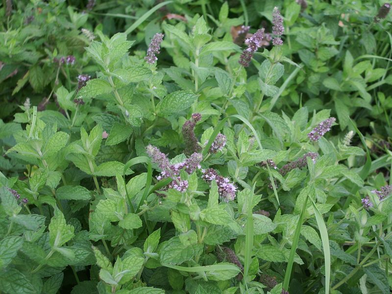 Pianta da determinare