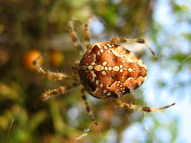 Araniella, Philaeus, Dolomeses, Araneus