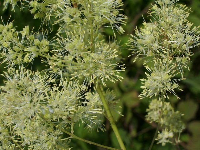 Thalictrum flavum