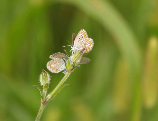 Farfalline da identificare