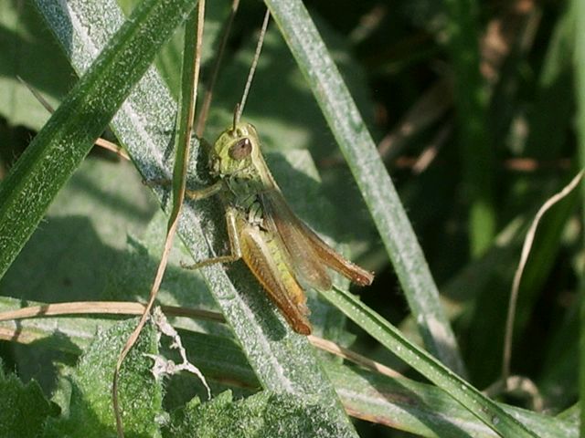 Ortotteri: Euchorthippus declivus e Omocestus rufipes