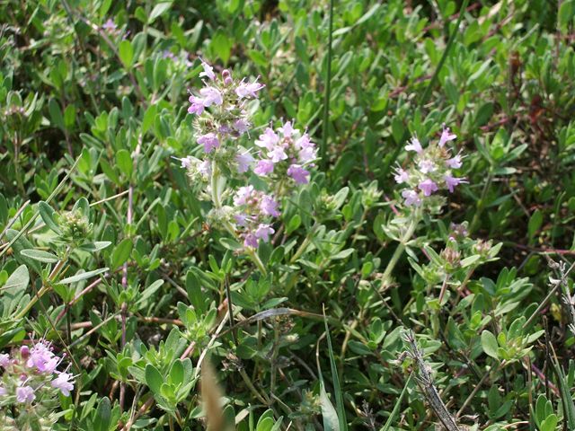 Fiorellini rosa chiaro da identificare - Thymus sp