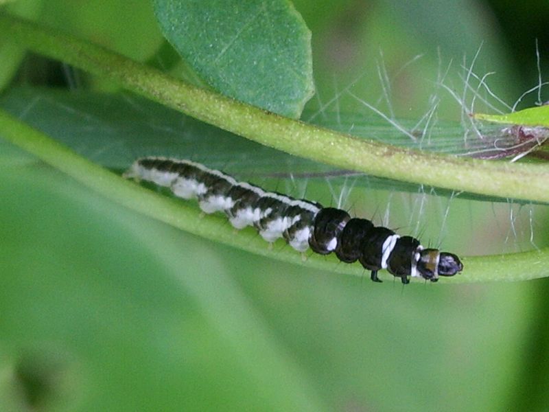 Bruco da identificare