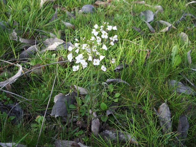 Cardamine pratensis