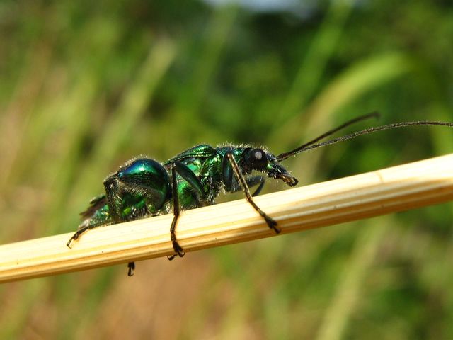 Alcuni coleotteri da identificare