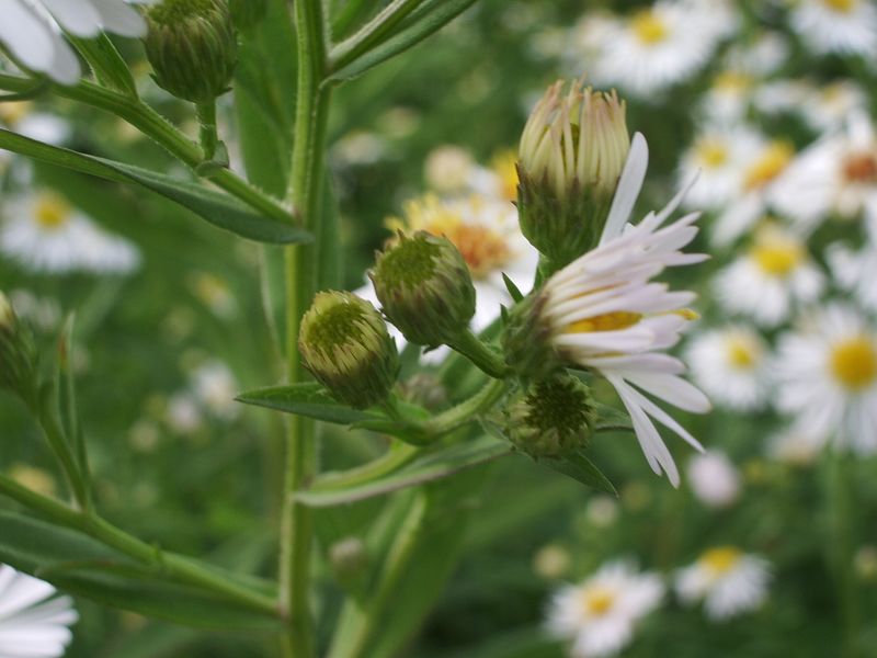 cfr. Aster novi-belgi