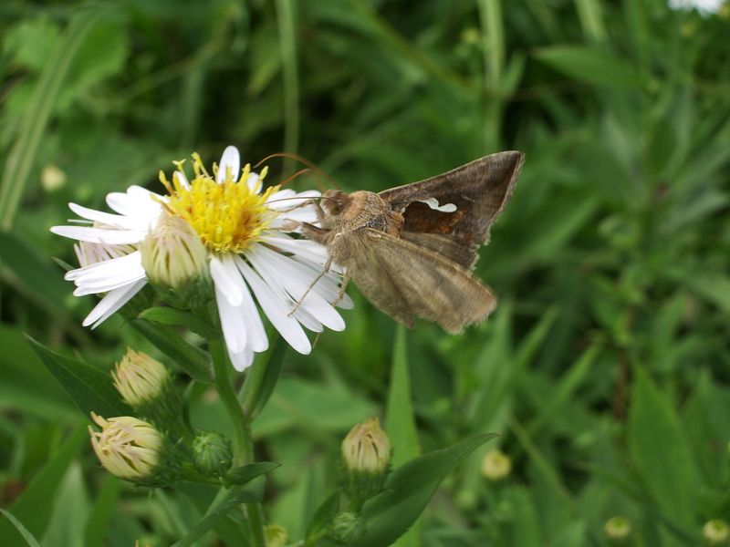 Macdunnoughia confusa e Plusia festucae (Noctuidae)