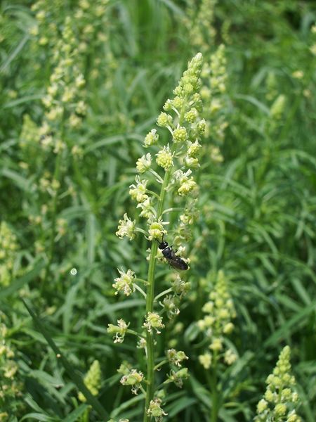 Reseda lutea / Reseda comune
