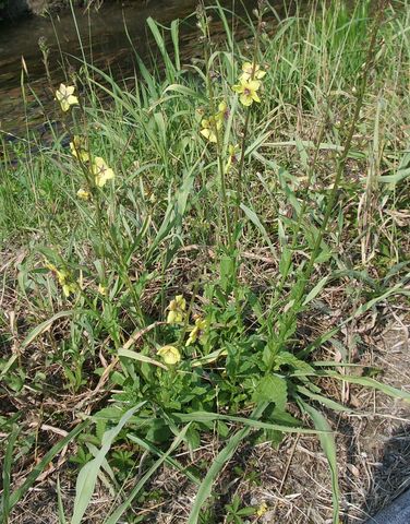 verbascum da identificare