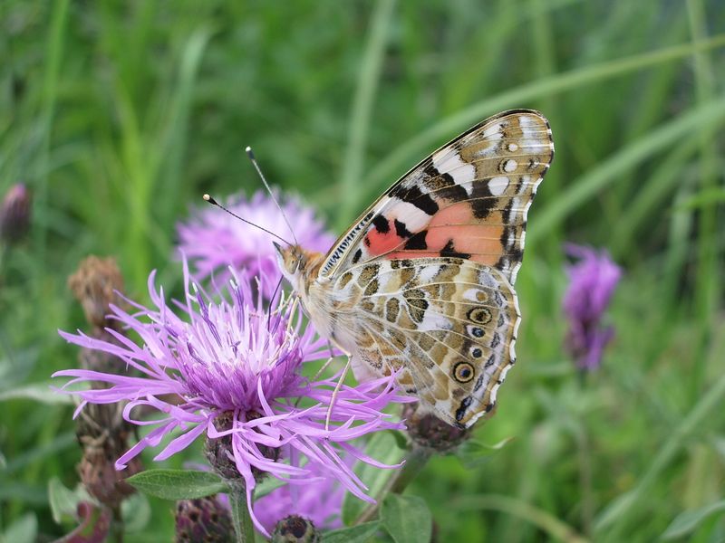 Vanessa cardui