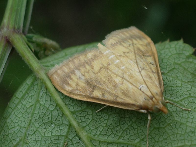 Crambidae