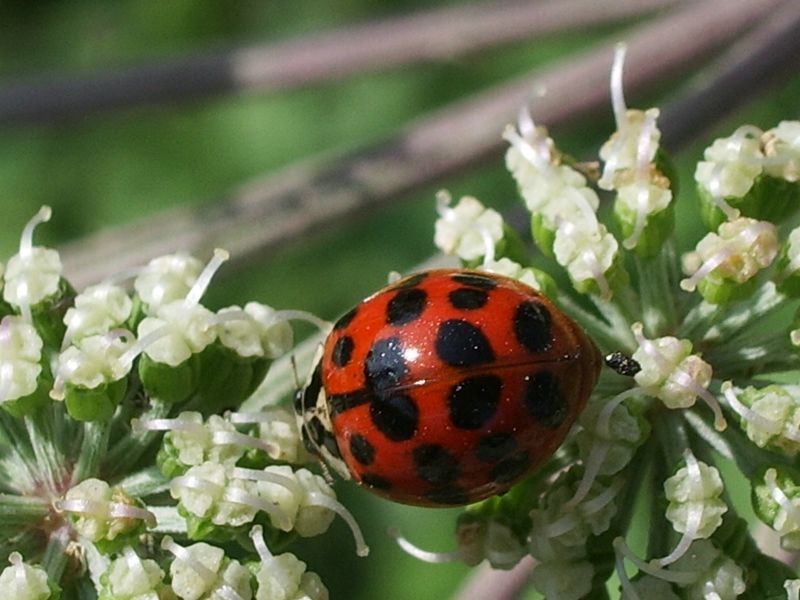 Harmonia axyridis