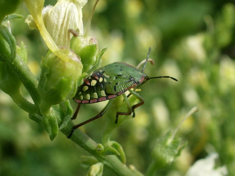 Heteroptera da identificare: giovani di Nezara