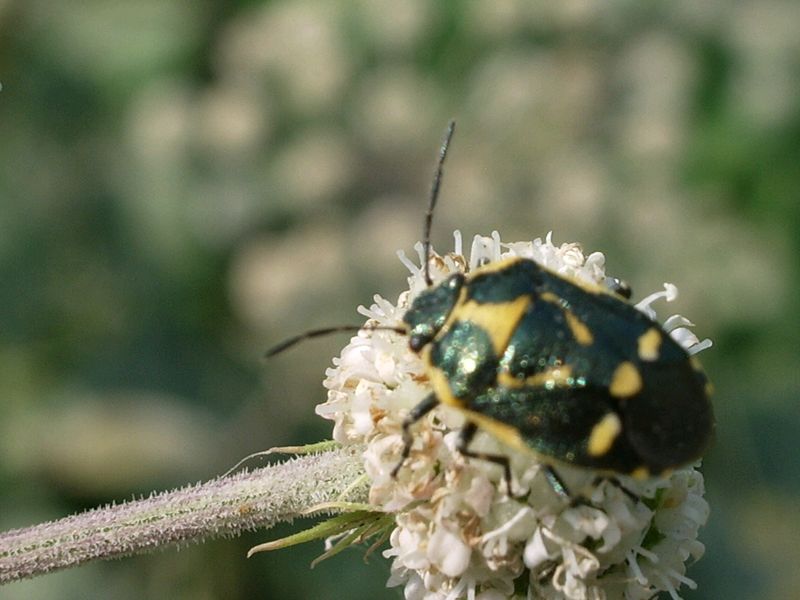 Eterottero da determinare: Eurydema oleracea