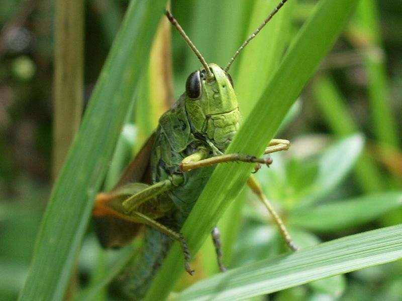 Stauroderus scalaris