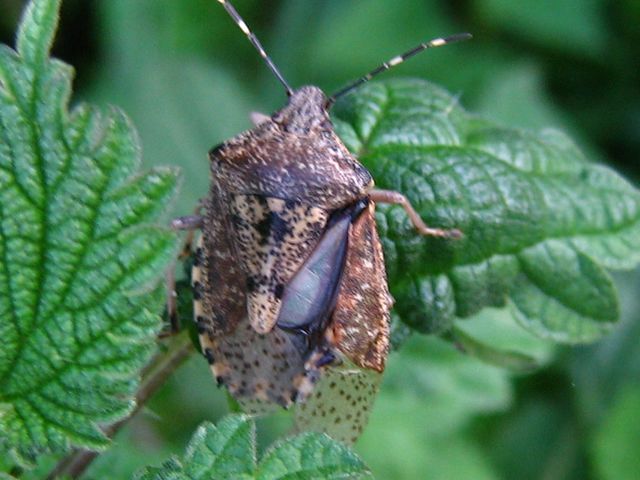 Un bel cimice da determinare