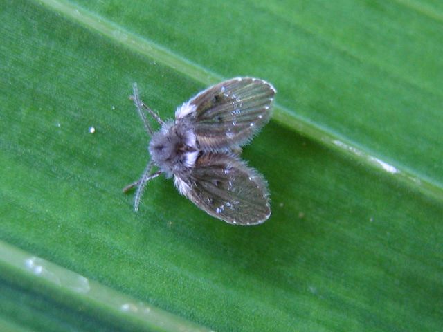 Farfalline da identificare