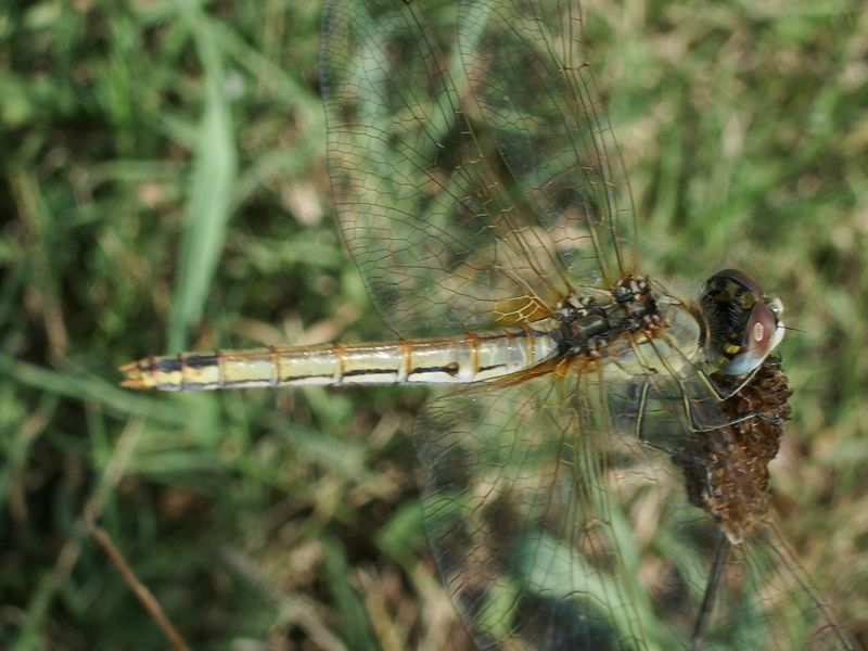 Libellula da determinare - Sympetrum fonscolombii