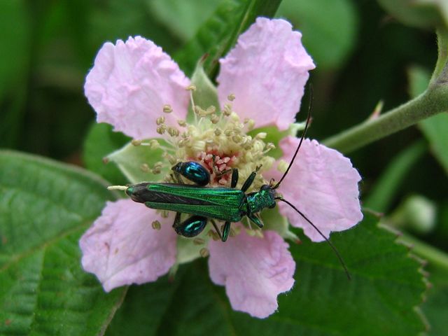 Alcuni coleotteri da identificare