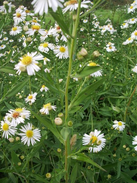 cfr. Aster novi-belgi