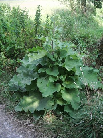 Pianta da determinare - Arctium sp.