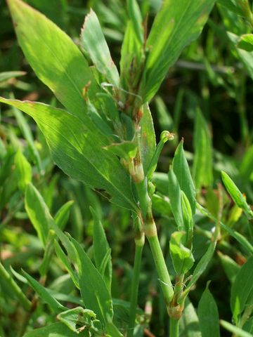 da determinare - Polygonum sp.