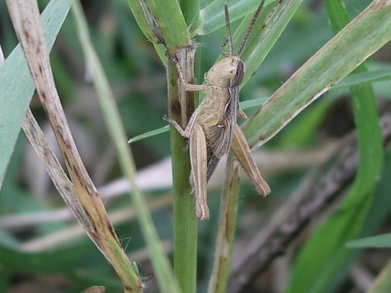 Ortottero : ninfa di Acrididae Gomphocerinae