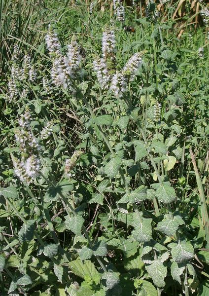 Mentha suaveolens / Menta a foglie rotonde