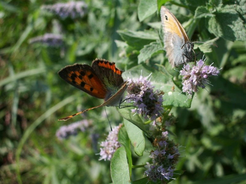 farfalla da identificare