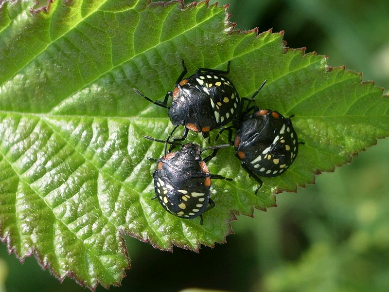 Heteroptera da identificare: giovani di Nezara