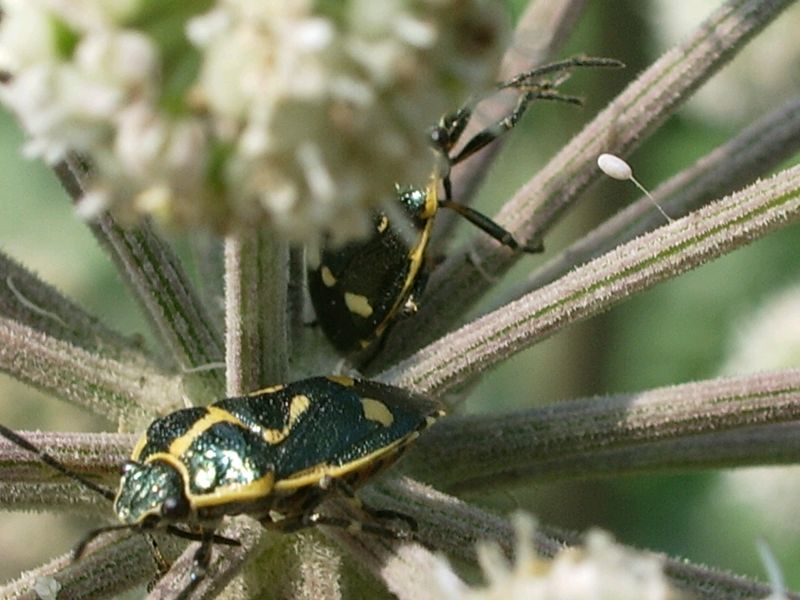 Eterottero da determinare: Eurydema oleracea