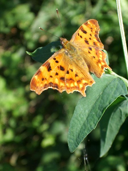 Polygonia c-album - Nymphalidae