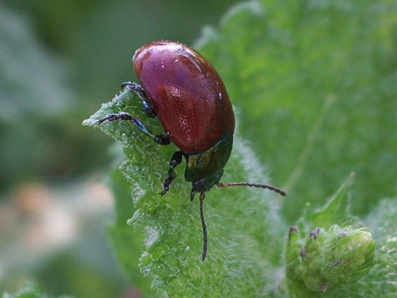 Conferma  di Chrysomela populi - Chrysomelidae