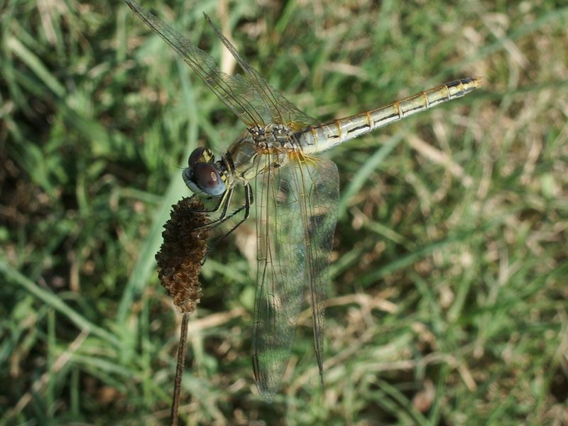 Libellula da determinare - Sympetrum fonscolombii